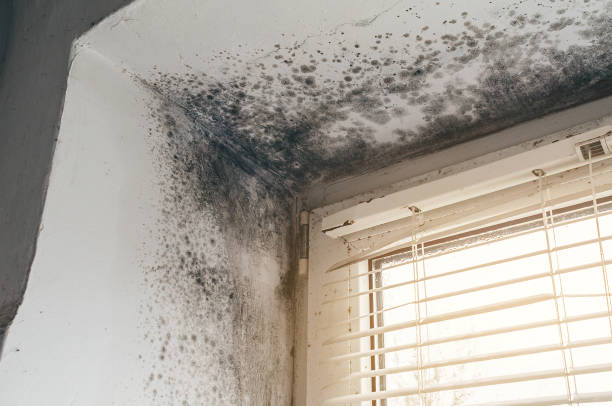 Trusted Crawl Space Mold Removal service in Bensenville, IL - Cheap Mold Removal